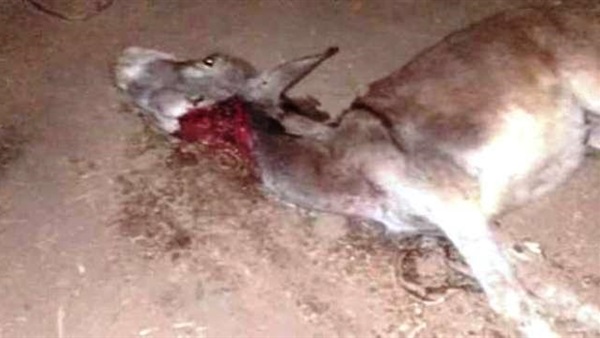 بالصور.. العثور على حمير مذبوحة بقرية في بني سويف بالصور.. العثور على حمير مذبوحة بقرية في بني سويف