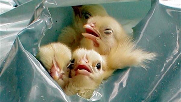 محكمة ألمانية توافق على قتل ذكور الأفراخ