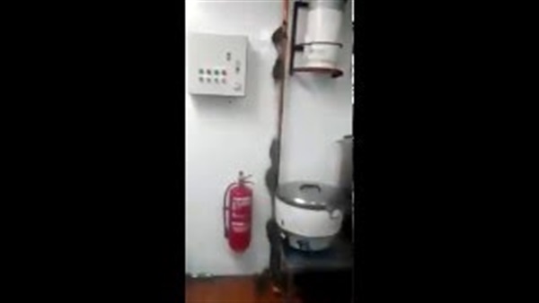 بالفيديو.. كم فأراً ترى في هذا المطبخ؟