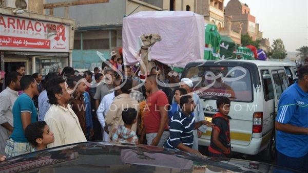 بالفيديو والصور..أهالي «القصير»يحتفلون بليلة النصف من شعبان بـ«الجمال والمزمار»