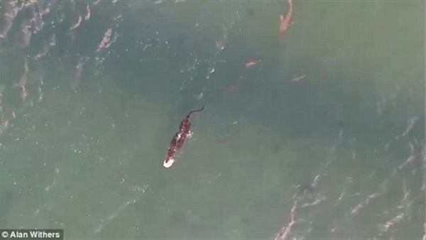 بالصور.. سباق مثير لتمساح وقرش لاقتناص سلحفاء 