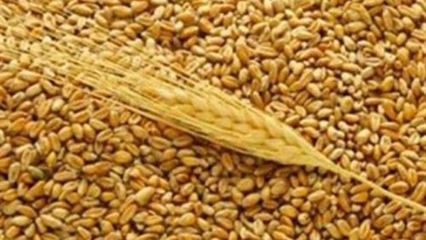 توريد 181 الف طن للشون والصوامع بالقليوبية توريد 181 الف طن للشون والصوامع بالقليوبية