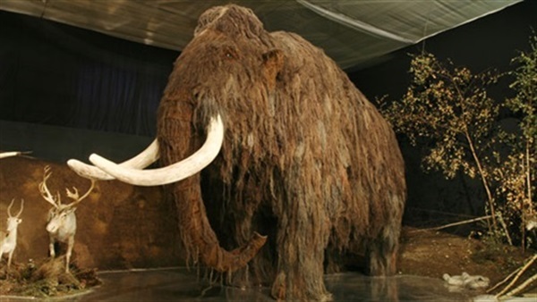هل انقرض الماموث بسبب هشاشة العظام؟