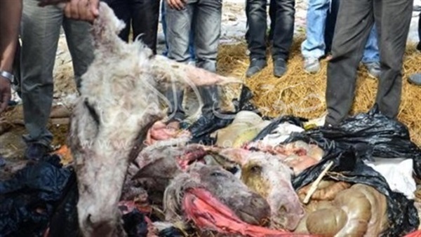 العثور على 4 حمير مذبوحة داخل مزرعة في الشرقية العثور على 4 حمير مذبوحة داخل مزرعة في الشرقية