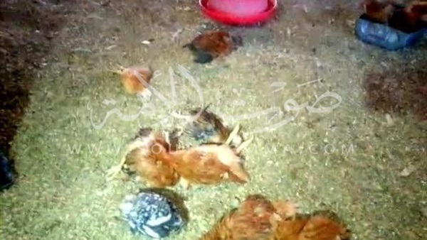 بالصور.. نفوق جماعي لآلاف الدواجن بسبب مرض مجهول بالغربية بالصور.. نفوق جماعي لآلاف الدواجن بسبب مرض مجهول بالغربية