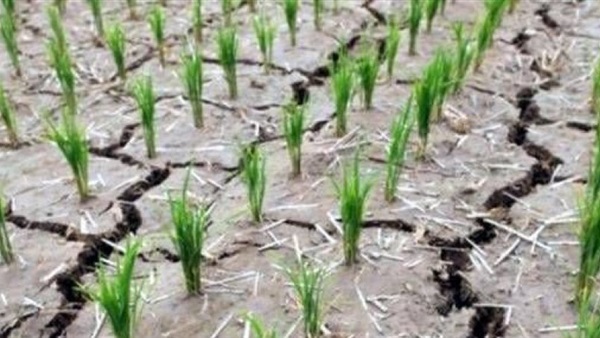 حملات لإزالة شتلات الأرز المزروعة بالأراضي المخالفة بالدقهلية