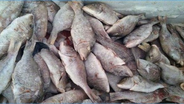 حملات لضبط عمليات تهريب الأسماك ببحيرة ناصر بأسوان حملات لضبط عمليات تهريب الأسماك ببحيرة ناصر بأسوان