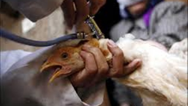 الطب البيطرى يحاصر بؤرة إيجابية لأنفلونزا الطيور فى «طاروط» بالشرقية الطب البيطرى يحاصر بؤرة إيجابية لأنفلونزا الطيور فى «طاروط» بالشرقية