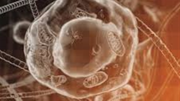 العلاج بالخلايا الجذعية يسمح بإصلاح عمل الأنسجة أو العضو التالف