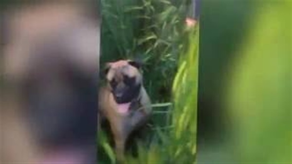 بالفيديو.. كلب يهاجم طفلا وسط الحشائش