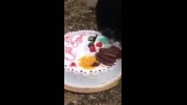 بالفيديو.. مواطن يهدى «كعكة» أبنه للغنم بعد إعلان النتيجة
