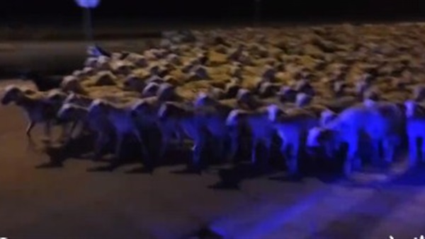 بالفيديو.. 1000 خروف يتسببا في فوضى بأسبانيا بالفيديو.. 1000 خروف يتسببا في فوضى بأسبانيا