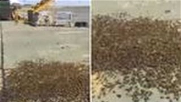 بالفيديو.. سرب من النحل يحتل قاعدة جوية بريطانية