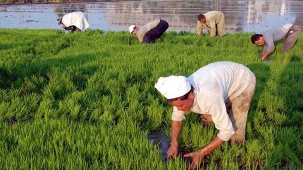 «الأعلى للفلاحين» يطالب الحكومة بتوفير المياة لري أراضي الأرز «الأعلى للفلاحين» يطالب الحكومة بتوفير المياة لري أراضي الأرز