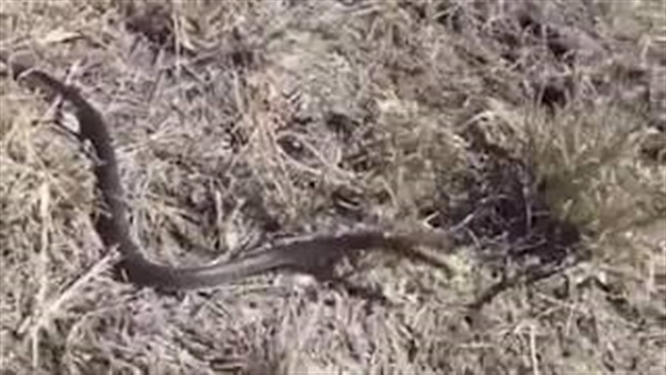 فيديو.. ثعبان يطير في الهواء ويهاجم مصورا!