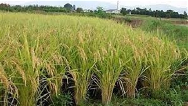 إزالة 20 مشتل أرز مخالف بالقليوبية