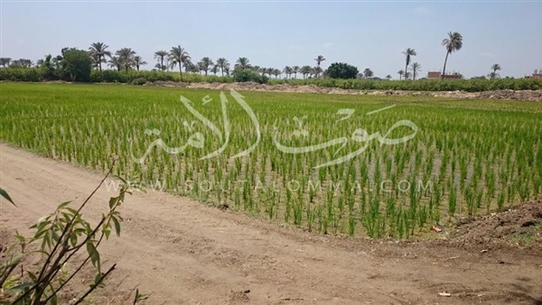 بالصور.. فلاحوا القليوبية يتحدون قرار الحكومة ويزرعون الأرز