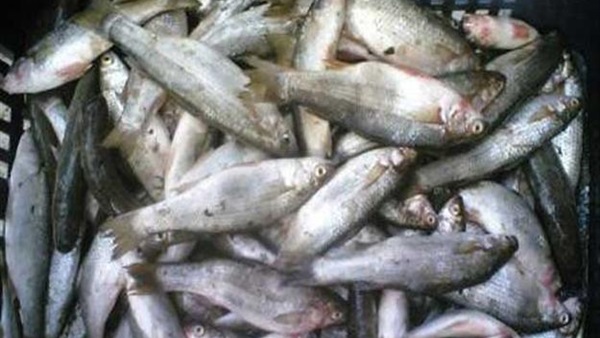 ضبط 73 كرتونة سمك منتهية الصلاحية بثلاجة بشبرا الخيمة