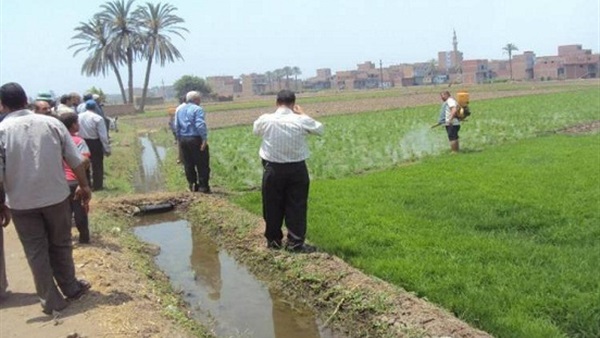 إزالة زراعات أرز مخالفة على مساحة 20 فدان بالفيوم