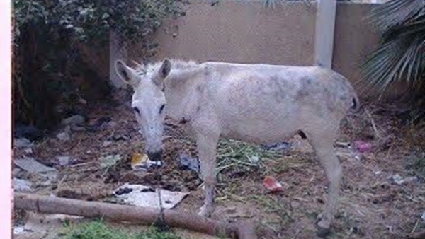 بالصور.. إدارة «بلبيس» فى الشرقية تحت قبضة الإهمال والفوضى بالصور.. إدارة «بلبيس» فى الشرقية تحت قبضة الإهمال والفوضى