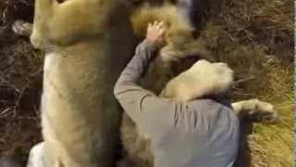كيف أنقذت أم طفلها من أسد بعد محاولة إفتراسه