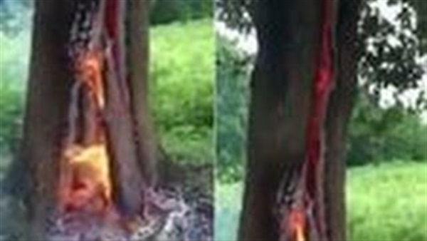 بالفيديو.. لحظة اشتعال النيران فى شجرة بسبب البرق بالفيديو.. لحظة اشتعال النيران فى شجرة بسبب البرق