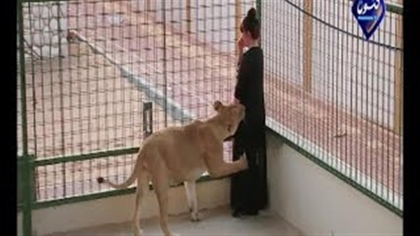 بالفيديو.. لحظة تعرض فنانة خليجية للعض من أسد