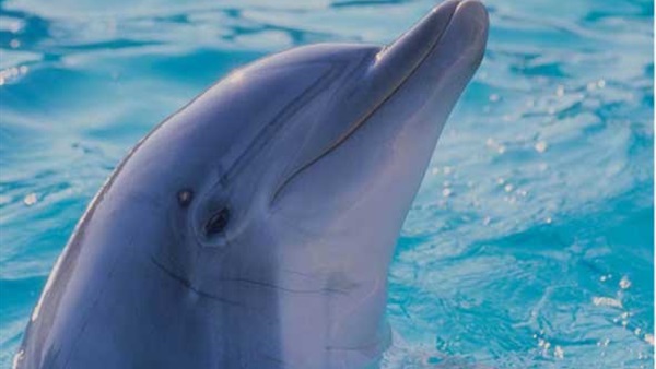 باكستانيون يثيرون الجدل بعد قتلهم  لدولفيين