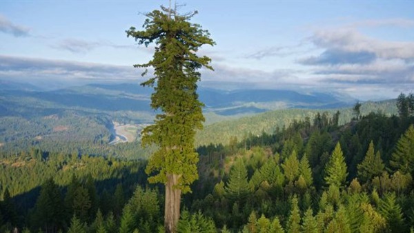 شجرة ماليزية ارتفاعها 89.5 متر تحقق رقمًا قياسيًا