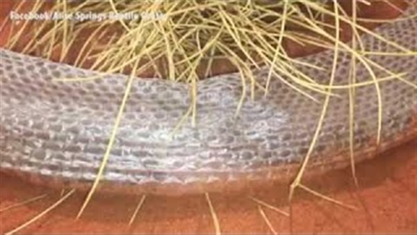 بالفيديو.. ثعبان يقع في ورطة أثناء تغيير جلده
