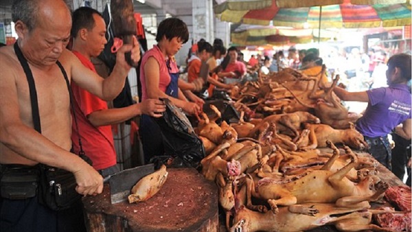 الخارجية الصينية: لا علاقة لنا بمهرجان أكل لحوم الكلاب