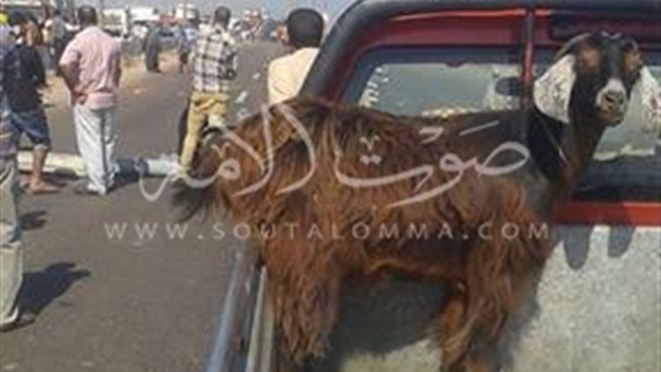 الدفع بـ5مدرعات شرطة لمحاولة فتح الطريق الدولى بكفر الشيخ الدفع بـ5مدرعات شرطة لمحاولة فتح الطريق الدولى بكفر الشيخ
