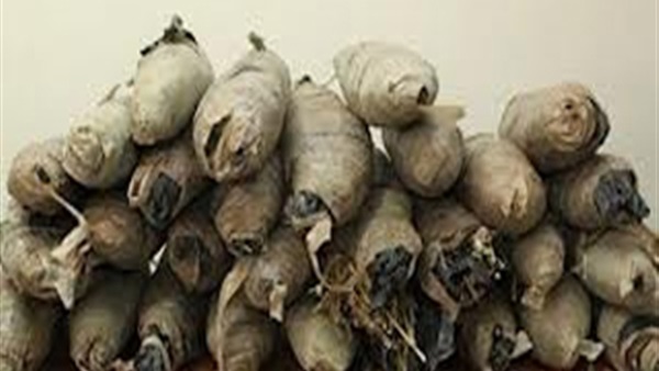 ضبط عاطل بحوزته 26 لفافة بانجو في "مشتول السوق" بالشرقية ضبط عاطل بحوزته 26 لفافة بانجو في "مشتول السوق" بالشرقية