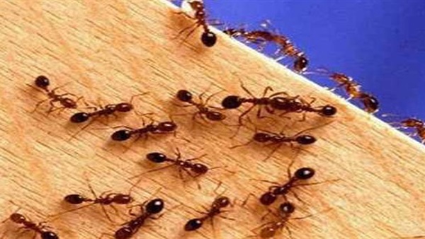 أكثر الطرق الفعالة للتخلص من النمل في المنزل 
