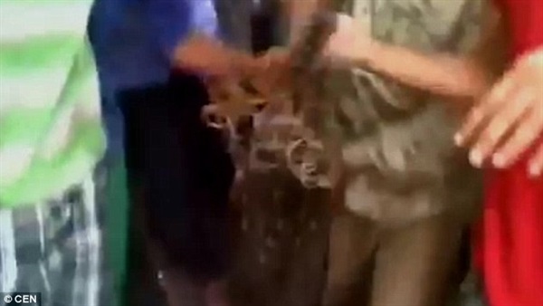 بالصور.. شاهد كيف أنتقم أهالي قرية من نمر