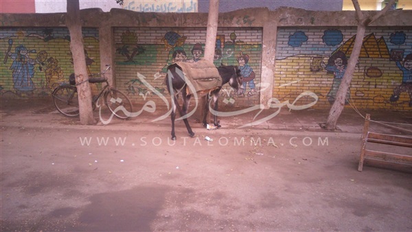 التصويت بالحمار.. فى الحوامدية التصويت بالحمار.. فى الحوامدية