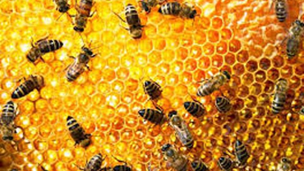 تربية النحل فوق أسطح المنازل أحدث صيحة في المدن السويدية