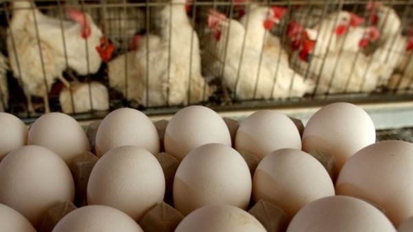 وقف بيع بيض دجاج الأقفاص في عدد من الدول الأوروبية