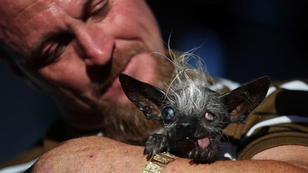 بالصورة..تتويج أقبح كلبة فى العالم 