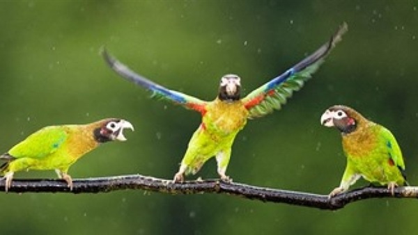 علماء أمريكيون: طائر أسترالي لديه القدرة على التواصل مثل البشر
