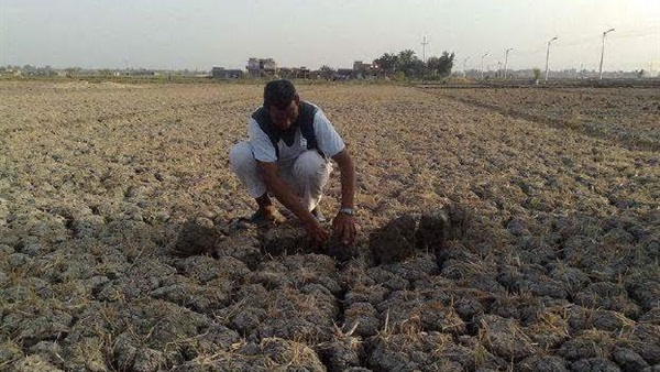 بالصور.. الجفاف يهدد 470 فدانا بالبوار في الفيوم