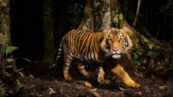 نمر يقتل حارسته في متنزه في جنوب إسبانيا