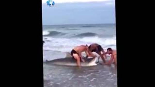 بالفيديو..لحظة مصارعة قرش النمر للبقاء على احدى الشواطئ بالفيديو..لحظة مصارعة قرش النمر للبقاء على احدى الشواطئ