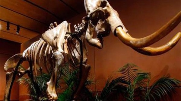 اكتشاف هيكل عظمي لحيوان الماموث يرجع لـ 45 ألف سنة