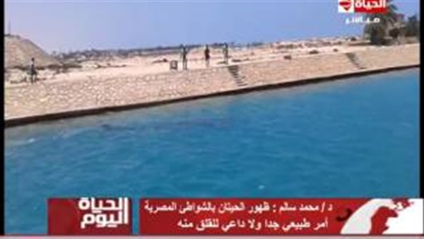 بالفيديو.. مسئول بوزارة البيئة: حيتان مارينا ليست ظاهرة جديدة بالفيديو.. مسئول بوزارة البيئة: حيتان مارينا ليست ظاهرة جديدة