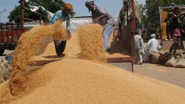 بالفيديو.. مستشار وزير الزراعة يكشف مصير شحنة القمح الأمريكية بعد رفضها