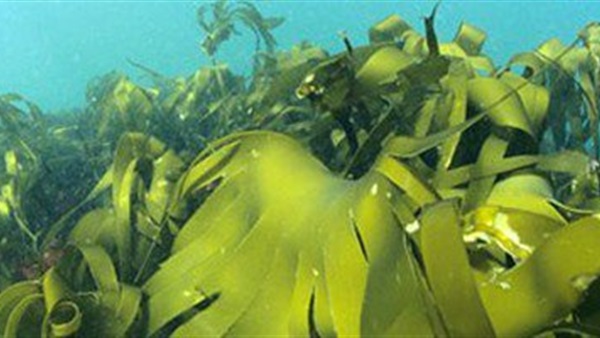 «عشب البحر».. أحدث وسيلة لمنع الحمل