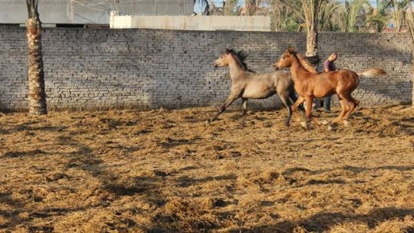 إنشاء أول نادى للفروسية بجامعة المنصورة