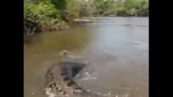 بالفيديو..ثعبان ضخم يحاول افتراس مجموعة صيادين 