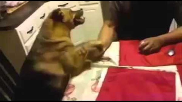 بالفيديو..«الكلبة المعجزة» تقوم بأعمال المنزل وتستقبل الضيوف 